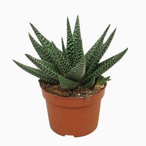 xGasterhaworthia  'Royal Highness'