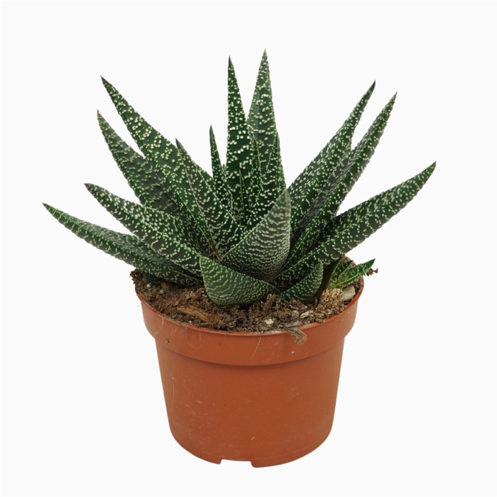 <h4>xGasterhaworthia  'Royal Highness'</h4>