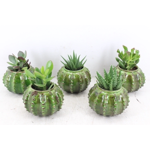 arr3 Demi - Ker. cactus x10