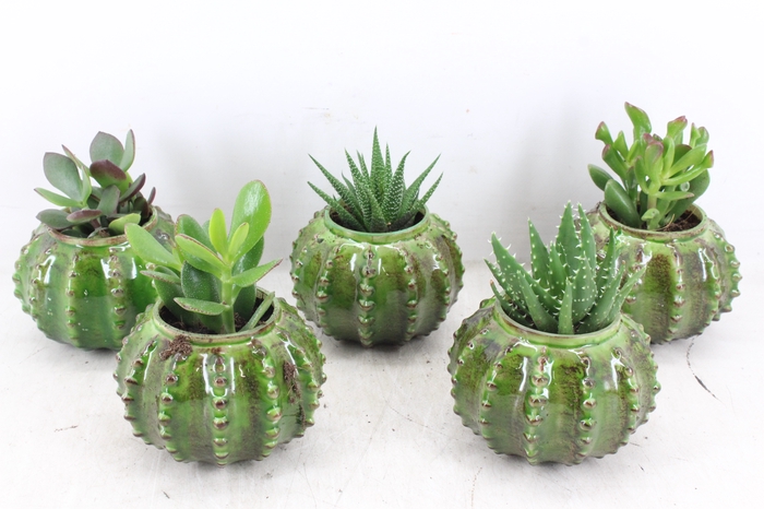 <h4>arr3 Demi - Ker. cactus x10</h4>