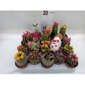 Cactus   ...decorated