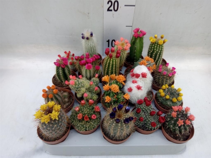 <h4>Cactus   ...decorated</h4>