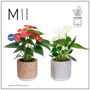 Mimesis Anthurium KARMA Pink Mix - Florence mix