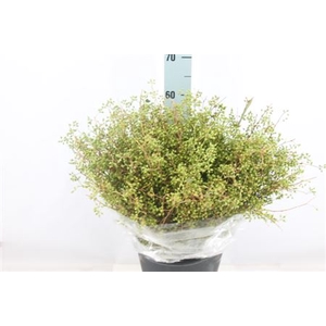 Exotica Bes Nuda 250 Gram