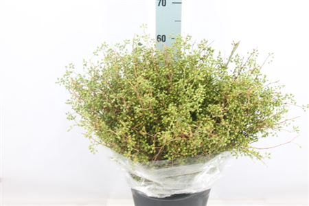 <h4>Exotica Bes Nuda 250 Gram</h4>