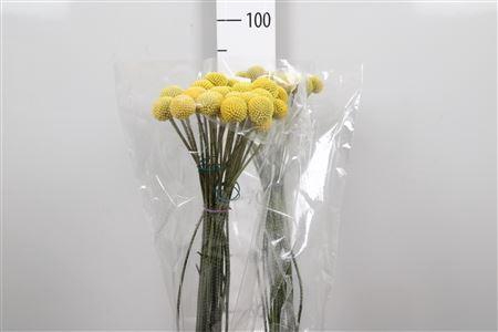 <h4>Cras Paintball Pop Xl</h4>