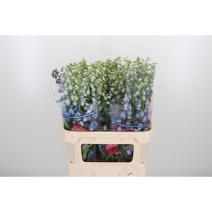 Delphinium El Guard Laven