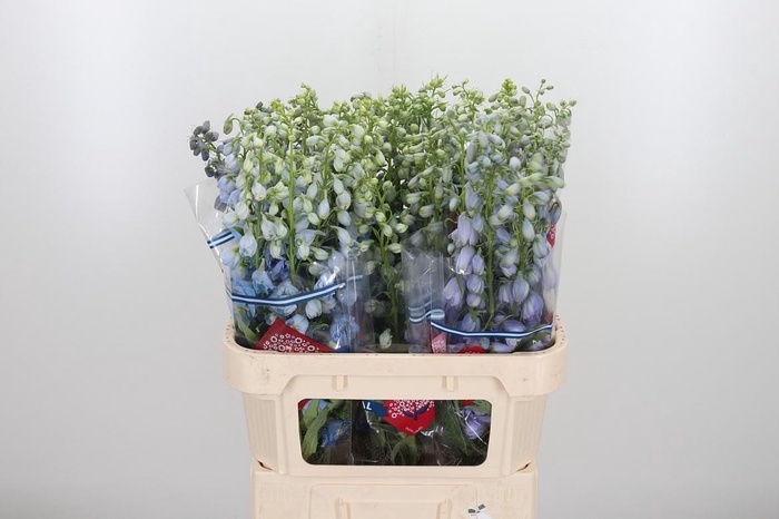 <h4>Delphinium El Guard Laven</h4>