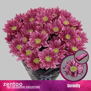 CHR T SERENITY
