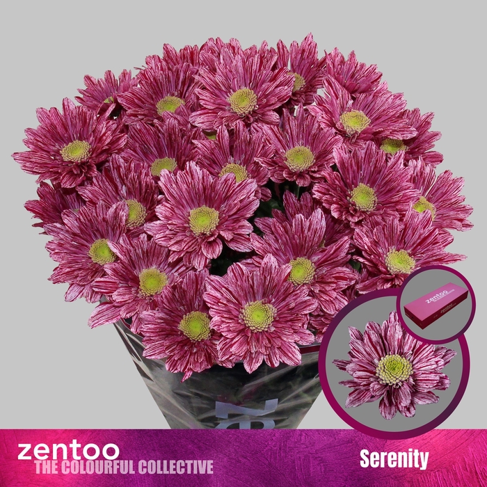 <h4>CHR T SERENITY</h4>