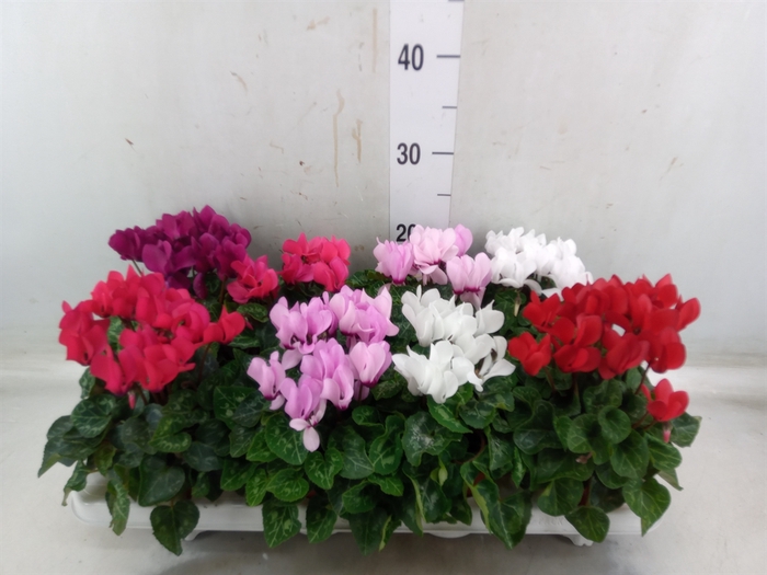 <h4>Cyclamen KL 'Compact'</h4>