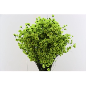 Dried Glixia Apple Green Bunch