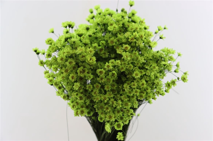 <h4>Dried Glixia Apple Green Bunch</h4>