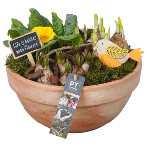 PTBM3885 Arrangementen Tuinplanten