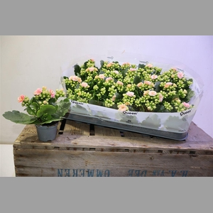 Kal Ge Ros Fl Harlow