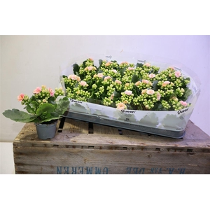 arr8 Kal Ge Ros Fl Harlow