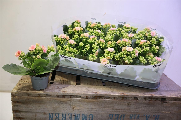 <h4>arr8 Kal Ge Ros Fl Harlow</h4>