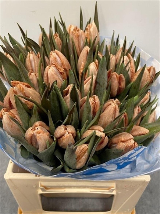 <h4>Tu Kb Latte</h4>