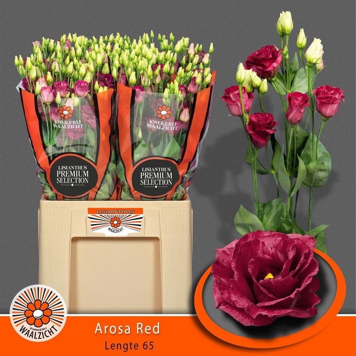 <h4>Eus G Arosa Red</h4>