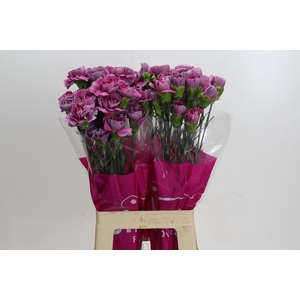 Dianthus St Hypnosis