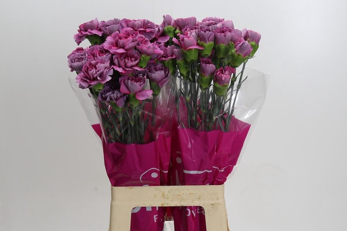 <h4>Dianthus St Hypnosis</h4>