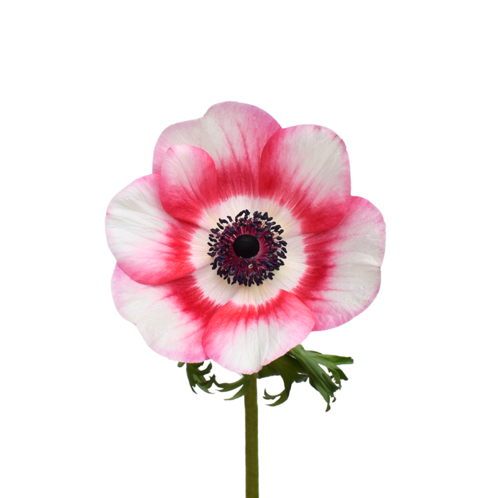 <h4>ANEMONE MISTRAL EC</h4>