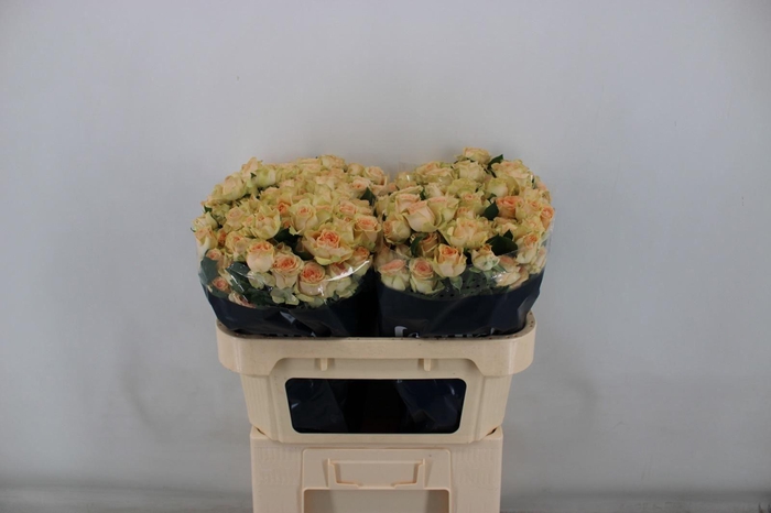 <h4>ROSA TR 'SANCERRE'</h4>