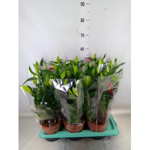 Lilium ori.  'Magny Cours'