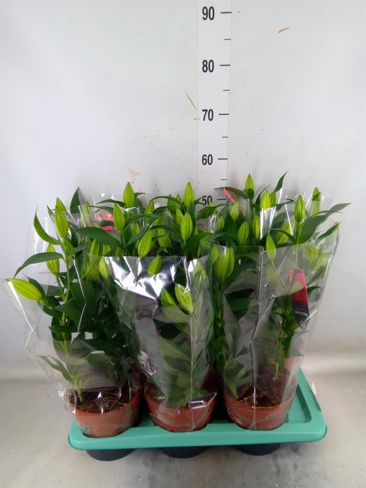 <h4>Lilium ori.  'Magny Cours'</h4>