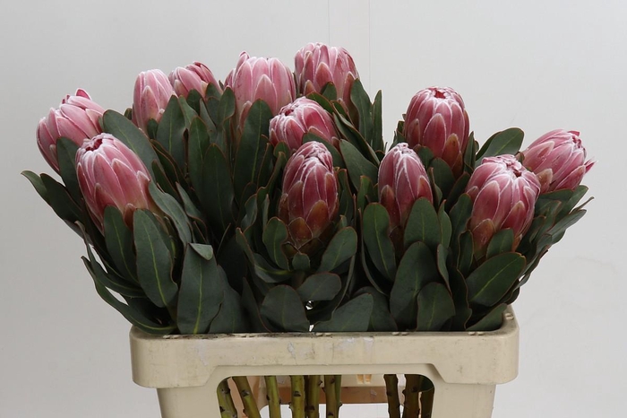 <h4>Protea Carnival</h4>