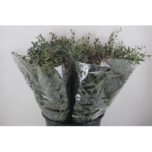 Euca Parvifolia Short 150gr P Bunch