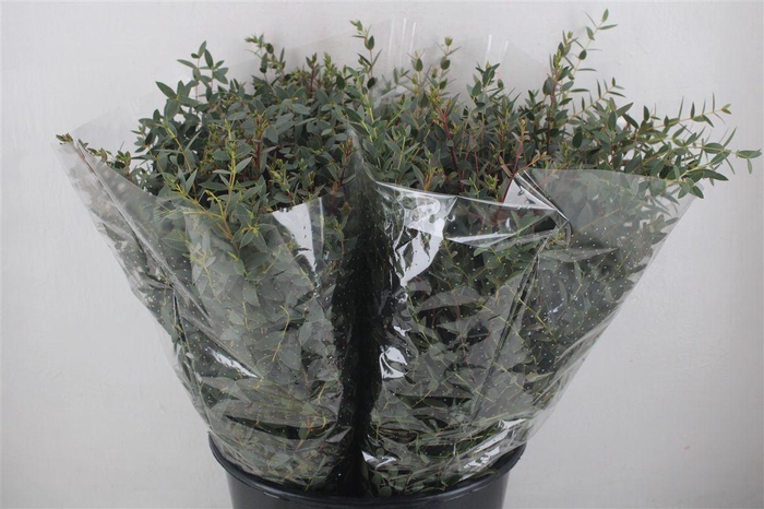 <h4>Euca Parvifolia Short 150gr P Bunch</h4>