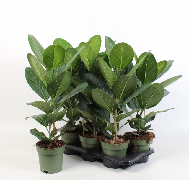 <h4>FICUS BENG AUDREY</h4>