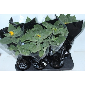 GIRASSOL MINI SUN BRIGHT P15