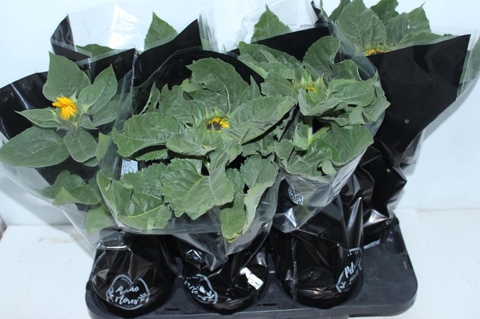 <h4>GIRASSOL MINI SUN BRIGHT P15</h4>