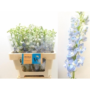 DELPH DU MAG FSKB WB