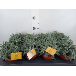 Crassula  'Kraaiepootje'