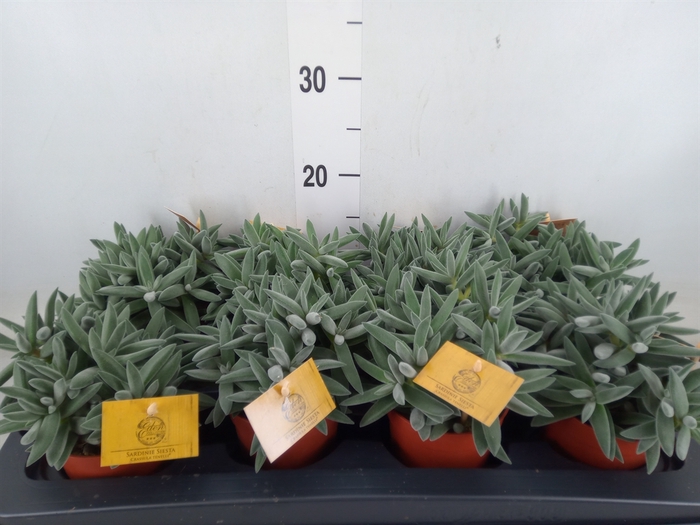 <h4>Crassula  'Kraaiepootje'</h4>