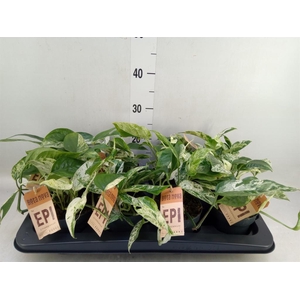 Epipremnum pinn.   HG