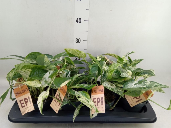 <h4>Epipremnum pinn.   HG</h4>