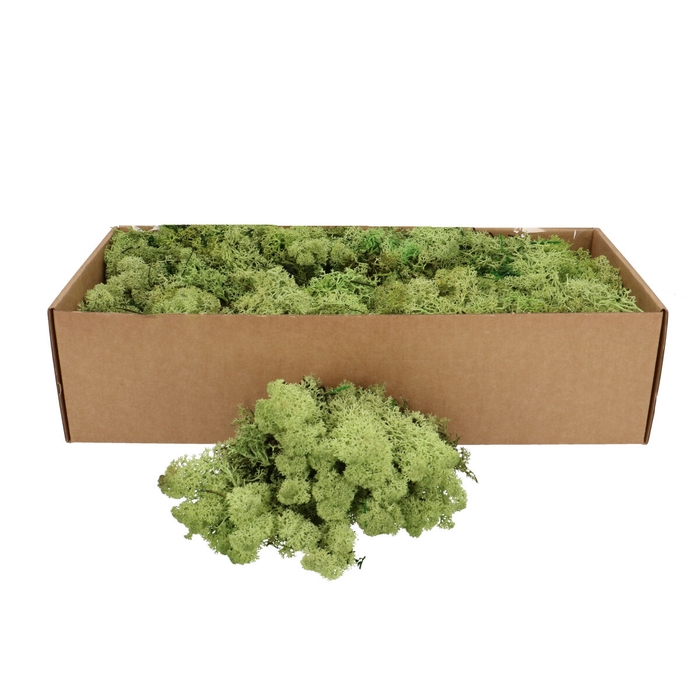 <h4>Preserved Reindeermoss 400-500g</h4>