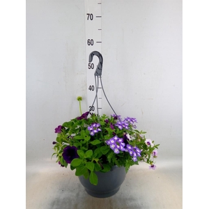 Perkplanten   ...mix /pot [Bedding]