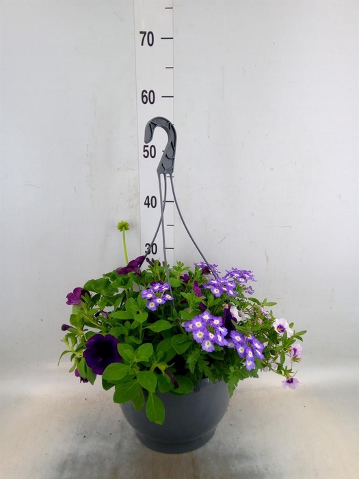 <h4>Perkplanten   ...mix /pot [Bedding]</h4>