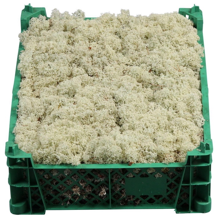 <h4>Ijslandmos Vers Plastic Krat</h4>