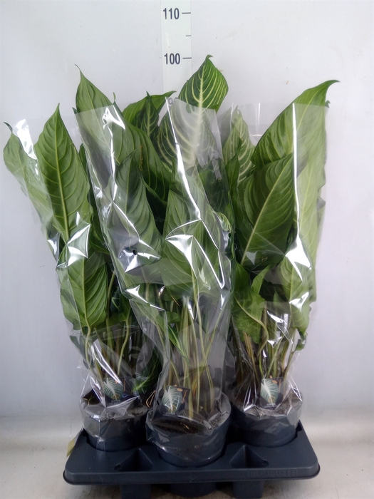 <h4>Planten Groen   ...L%</h4>