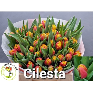 TU DU CILESTA