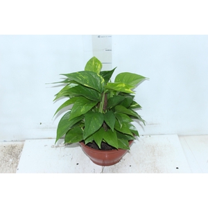 JIBOIA VERDE C21