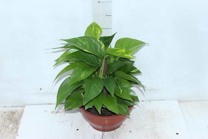 <h4>JIBOIA VERDE C21</h4>