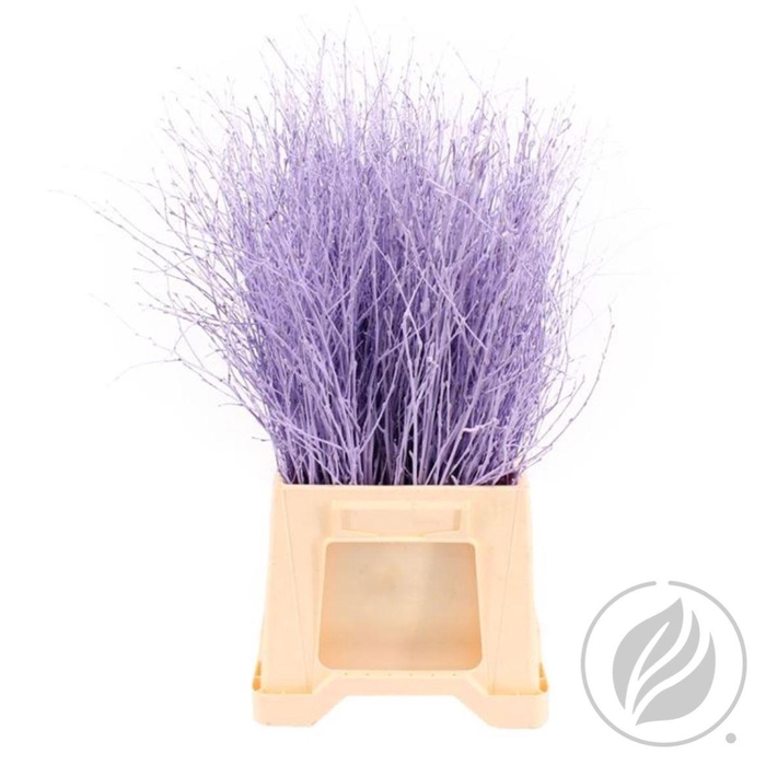 <h4>Birch 70cm Milka</h4>