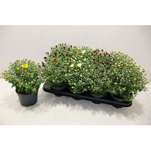 arr8 Chrys Garden Mums Gm